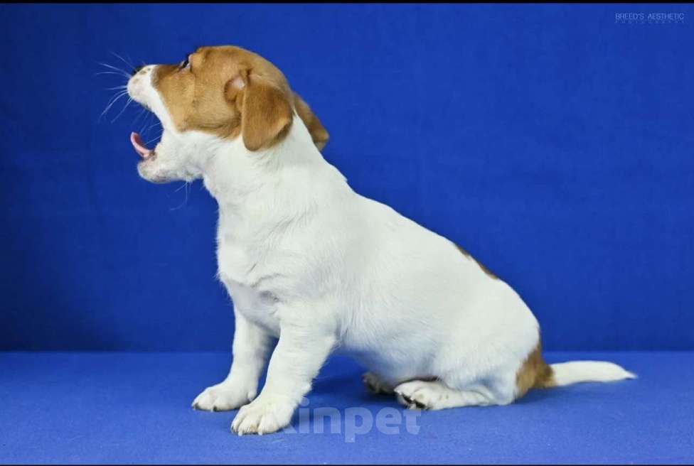 Собаки в Москве: Джек рассел Девочка, 40 000 руб. - фото 1