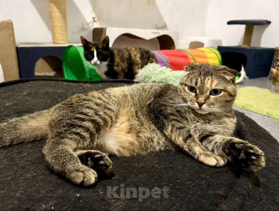 Кошки в Москве: Спокойная кошечка Эбигейл в добрые руки  Девочка, Бесплатно - фото 3