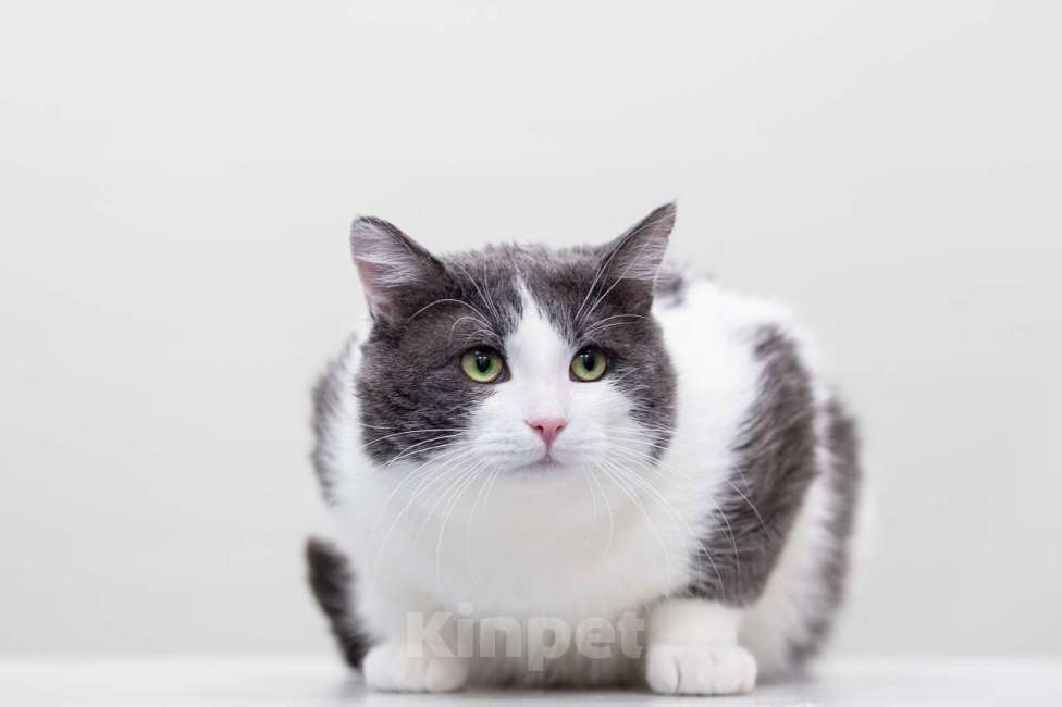 Кошки в Москве: Кот Хэллоуин в добрые руки Мальчик, Бесплатно - фото 4