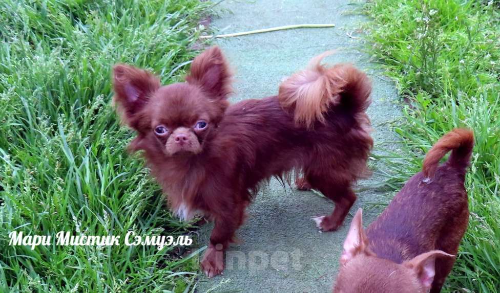 Собаки в Санкт-Петербурге: Чихуахуа с гарантией здоровья веса размера окраса Мальчик, 25 000 руб. - фото 8