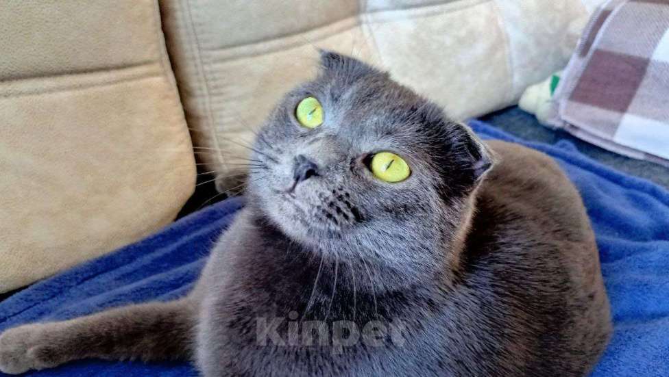 Кошки в Королеве: графиня Лопухина ищет дом Девочка, Бесплатно - фото 1