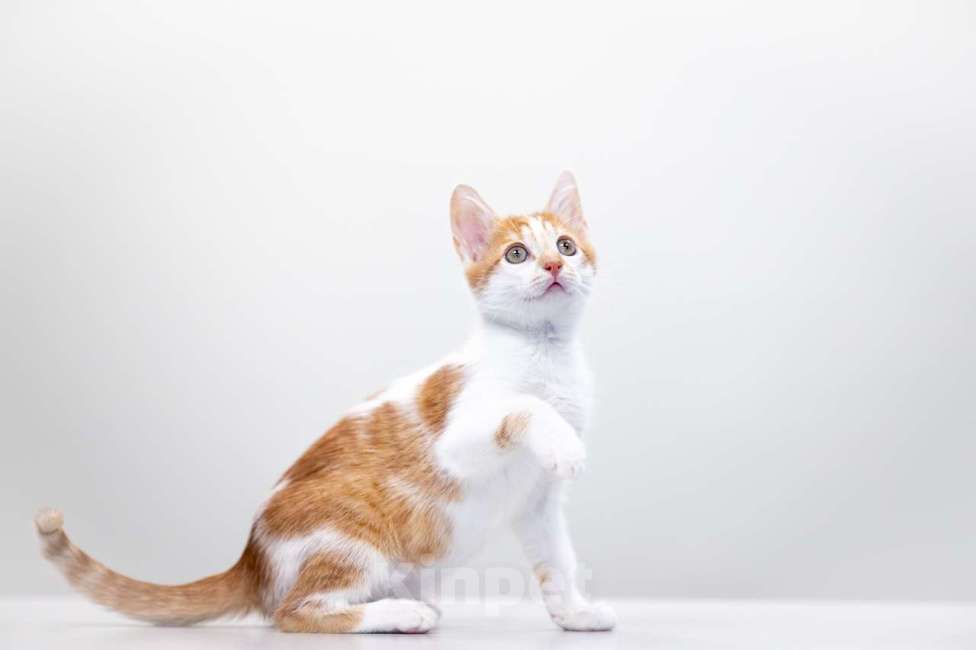 Кошки в Москве: Бернар Мальчик, Бесплатно - фото 5