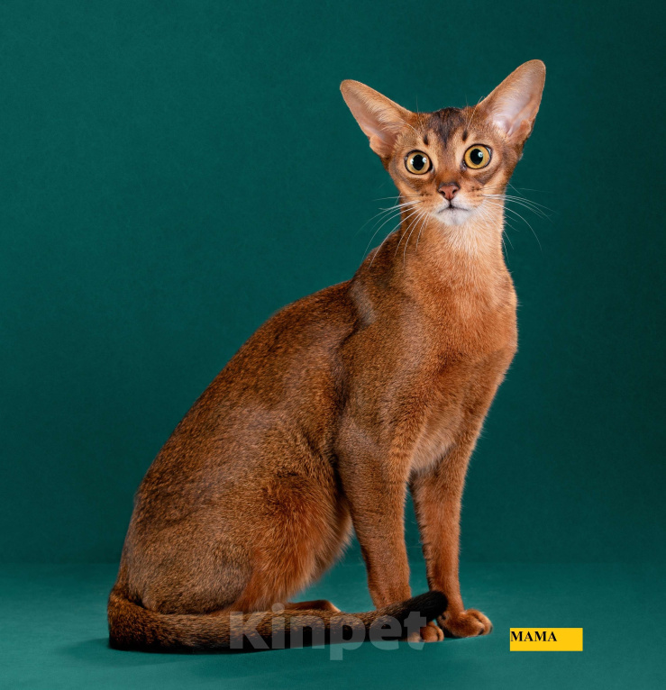 Кошки в Мытищах: Абиссинские котята в домашние любимцы Мальчик 1 Мальчик, 45 000 руб. - фото 9