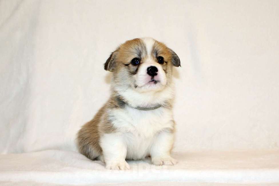 Собаки в Кемерово: Щенки вельш корги пемброк, мальчики Мальчик, 80 000 руб. - фото 7