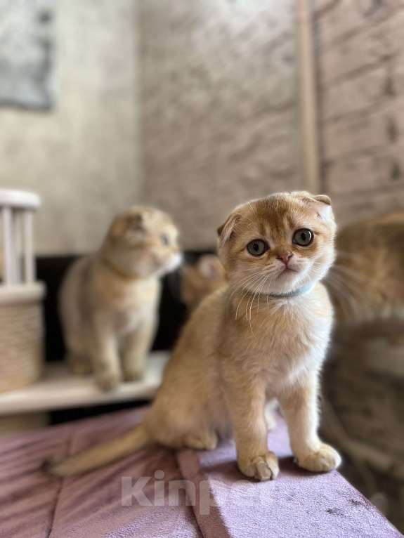 Кошки в Санкт-Петербурге: Вислоухая золотая шиншилла  Девочка, Бесплатно - фото 3