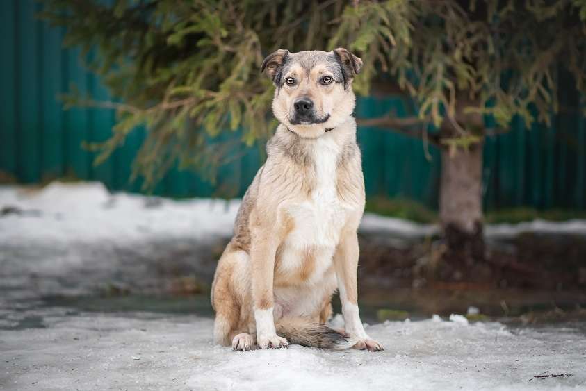Собаки в Москве: Гера Девочка, Бесплатно - фото 4