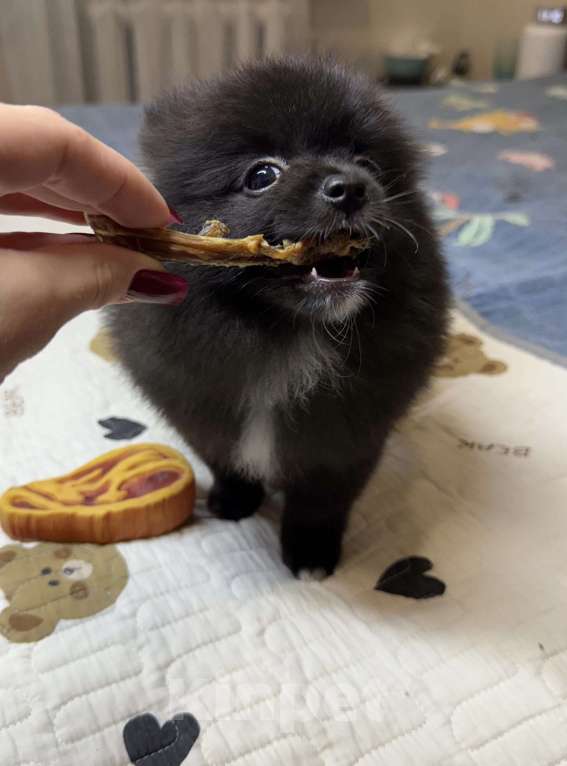 Собаки в Люберцах: Ищут семью 2 девочки и один мальчик  Девочка, 40 000 руб. - фото 7