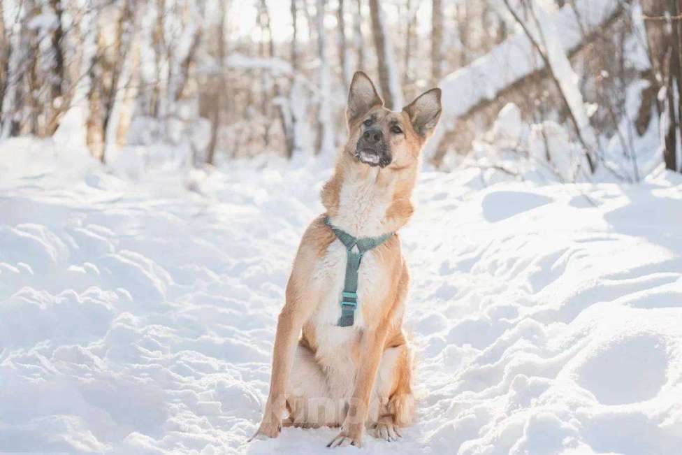 Собаки в Москве: Шарки ищет дом Девочка, Бесплатно - фото 5