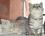 Кошки в Калязине: Шотландские прямоухие серебристые Котятки., 15 000 руб. - фото 3