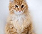 Кошки в Рязани: Рыжие котята, Бесплатно - фото 3