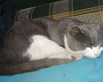 Кошки в Калачинске: Кастрированный молодой котик в добрые руки, Бесплатно - фото 3