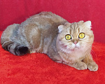 Кошки в Москве: в добрые руки золотая мраморная кошка Девочка, Бесплатно - фото 4