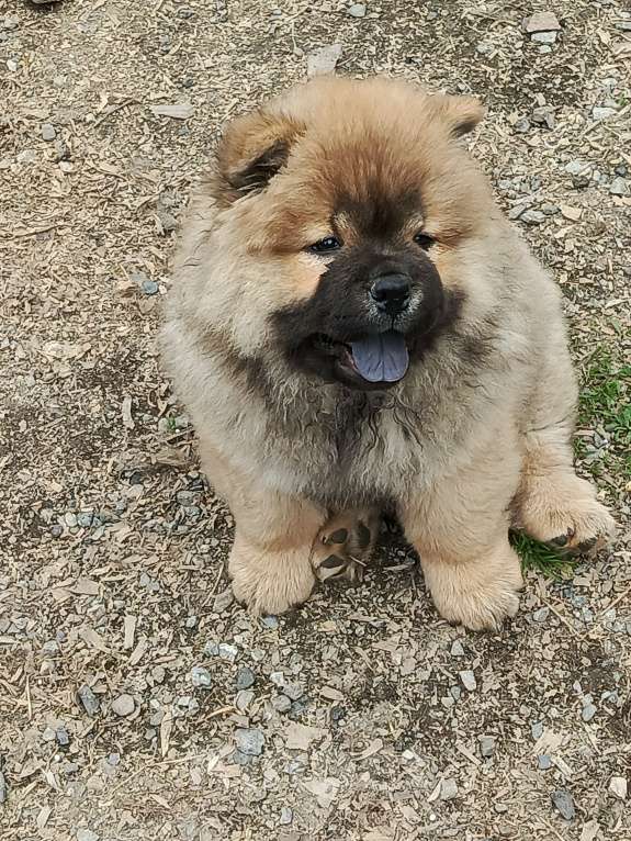 Собаки в Новосибирске: Чау чау щенок Девочка, Бесплатно - фото 3