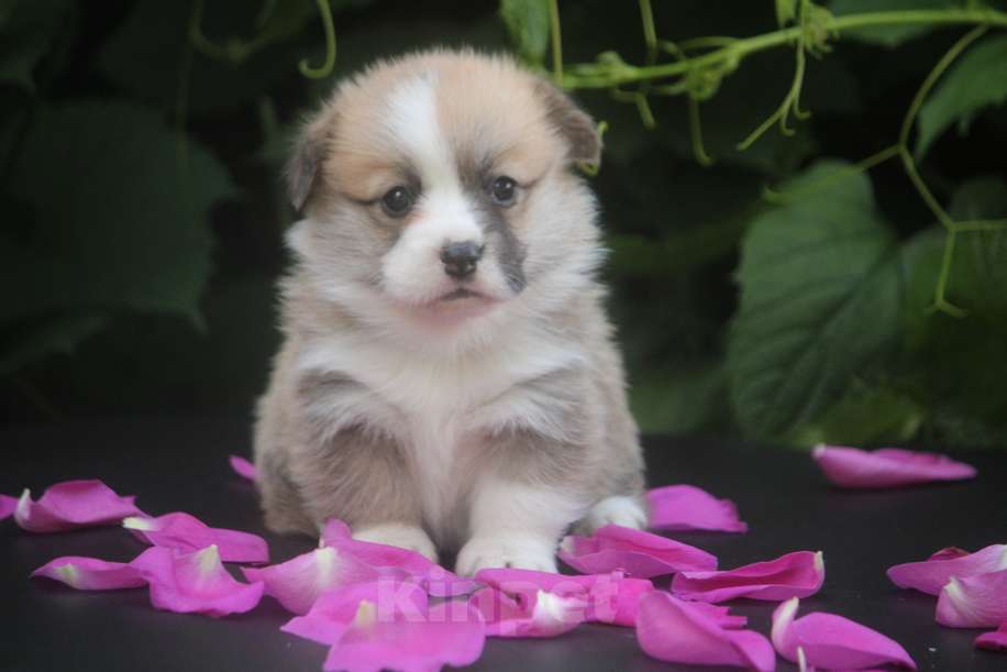 Собаки в других городах Московской области: Гуль-Дара Жасмина Девочка, Бесплатно - фото 2