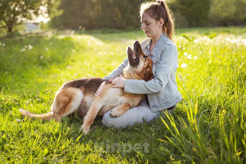 Собаки в Москве: Метис в добрые руки! Девочка, очень умная Девочка, Бесплатно - фото 7