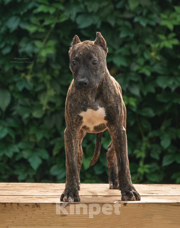 Собаки в Москве: Американский питбультерьер, щенок Девочка, 40 000 руб. - фото 2