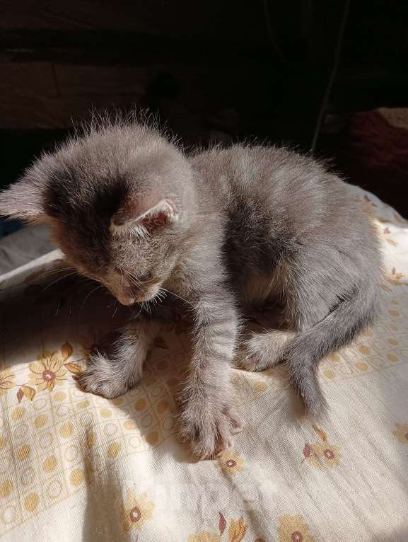 Кошки в Санкт-Петербурге: Котенок в очень добрые ручки , метис Шотландской и британской пород Мальчик, 300 руб. - фото 4