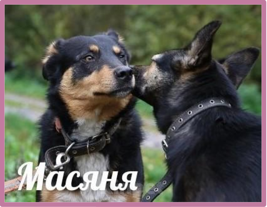 Собаки в Санкт-Петербурге: ИЩУ ЗАБОТЛИВУЮ СЕМЬЮ  Девочка, Бесплатно - фото 1