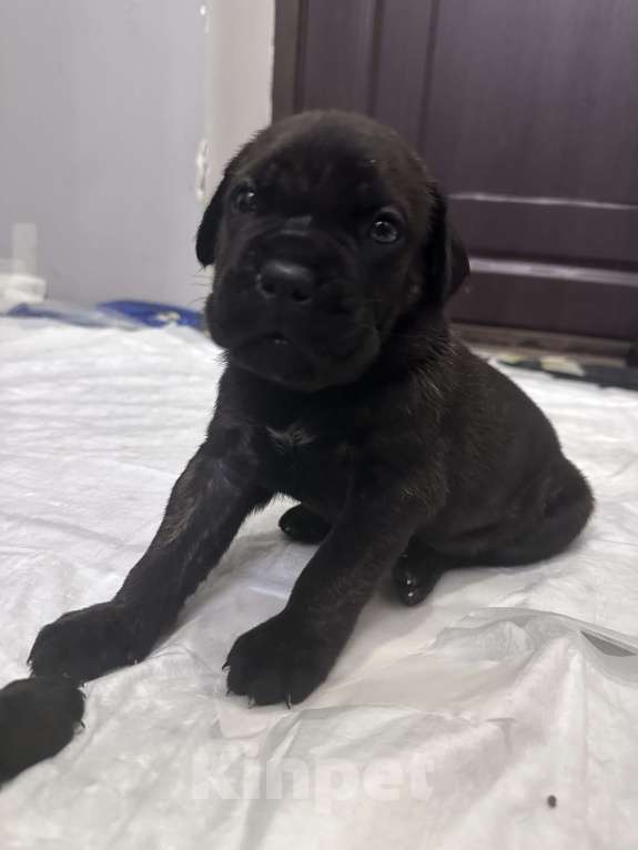 Собаки в других городах Московской области: Девочка, тигрового окраса Девочка, 40 000 руб. - фото 2