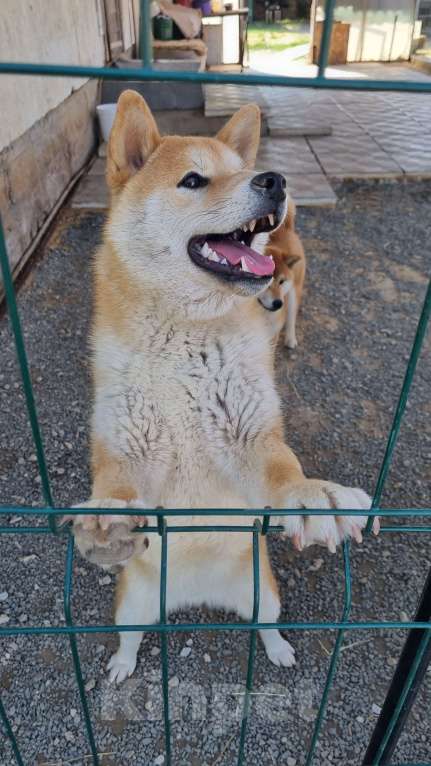 Собаки в Симферополе: Подросток сиба ину Мальчик, Бесплатно - фото 3