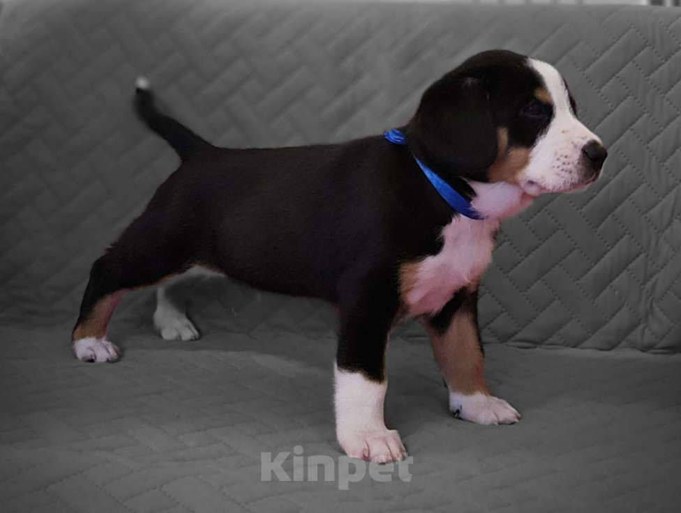 Собаки в Москве: Щенок Энтлебухер Зенненхунд  Мальчик, 60 000 руб. - фото 5