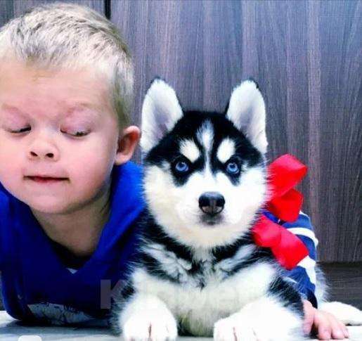 Собаки в Санкт-Петербурге: Хаски Щенки для Вас (чернобелые и шоколадно-белые), 20 000 руб. - фото 1