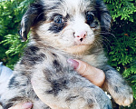 Собаки в других городах Московской области: Кавапу, мальчишка голубоглазый Мальчик, 60 000 руб. - фото 3