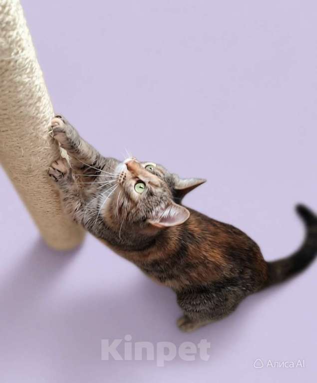 Кошки в Санкт-Петербурге: Ласковая-приласковая молодая кошка. 1 год. привита и кастрирована Девочка, Бесплатно - фото 3