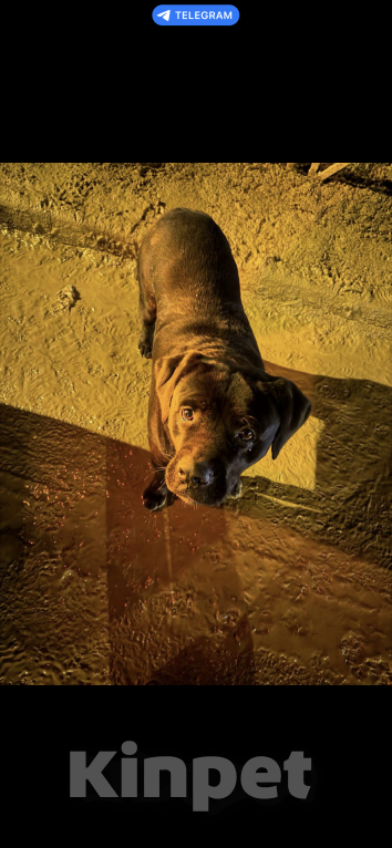 Собаки в Ставрополе: Найдена собака лобрадор,город Ставрополь росийских проспект глаза все в слезах видно домашняя  Мальчик, Бесплатно - фото 2