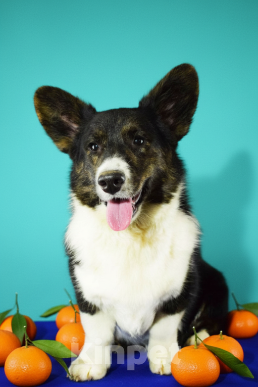 Собаки в Москве: Корги мальчик триколор  Мальчик, 30 000 руб. - фото 4