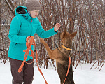 Собаки в Москве: Яркая рыжая лисичка Рани, 11 месяцев Девочка, Бесплатно - фото 2