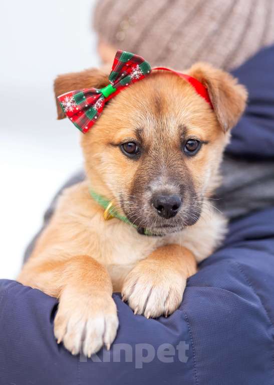Собаки в других городах Московской области: Щенок Герда в добрые руки Девочка, Бесплатно - фото 1