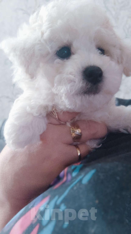 Собаки в Москве: Мальчик бишон фризе Мальчик, 70 000 руб. - фото 4