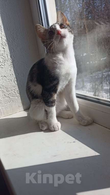 Кошки в других городах Московской области: Котенок в добрые руки Мальчик, Бесплатно - фото 2