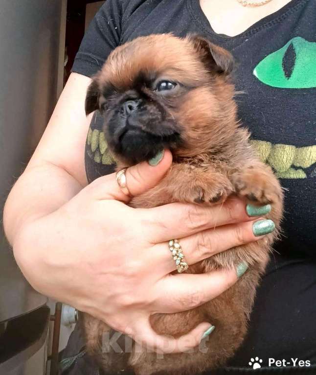 Собаки в Москве: Пти-брабансон рыжий мальчик Мальчик, 45 000 руб. - фото 2