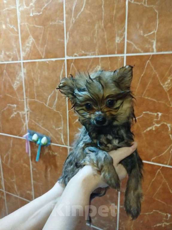 Собаки в Иркутске: Продам щенков шпица Девочка, 25 000 руб. - фото 2