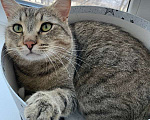 Кошки в Москве: Красивый и ласковый кот Арчи ищет семью Мальчик, 1 руб. - фото 5