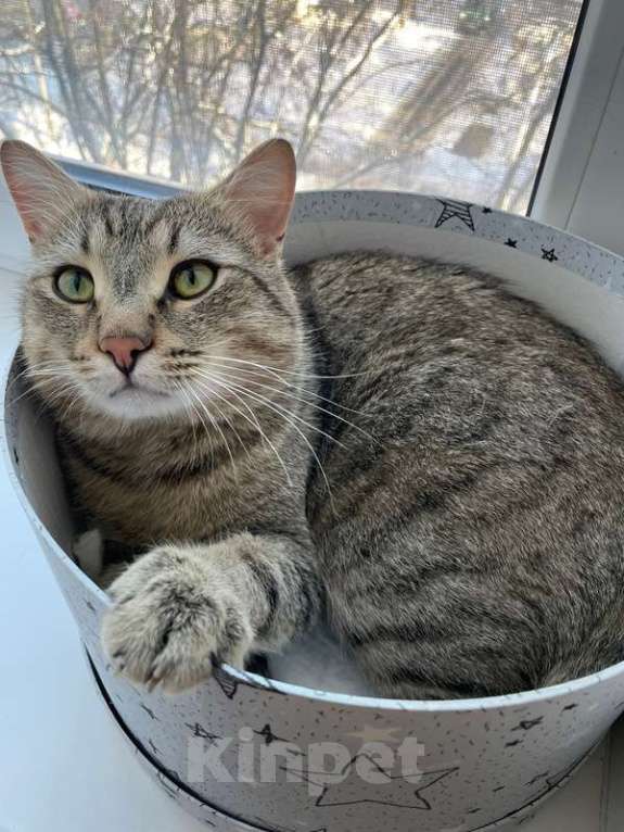 Кошки в Москве: Красивый и ласковый кот Арчи ищет семью Мальчик, 1 руб. - фото 5