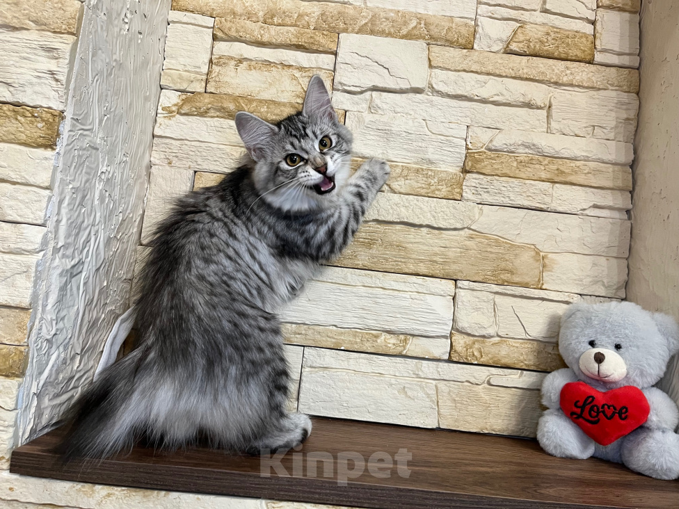 Кошки в Волгограде: Курильский бобтейл Девочка, 30 000 руб. - фото 1