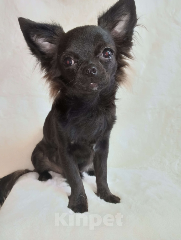 Собаки в Новосибирске: Щенок Чихуахуа Мальчик, 60 000 руб. - фото 2