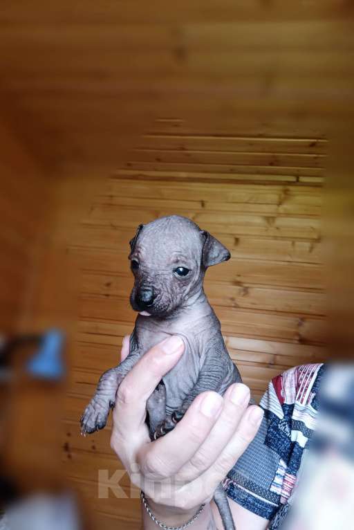 Собаки в Москве: Щенки ксоло мини  Мальчик, 30 000 руб. - фото 3