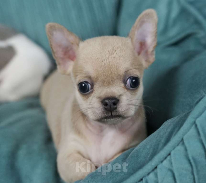 Собаки в Самаре: Голубой соболь мальчик чихуахуа Мальчик, 40 000 руб. - фото 1
