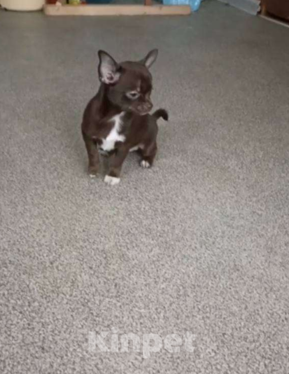 Собаки в Москве: Шоколадная девочка- чихуа Девочка, 30 000 руб. - фото 2