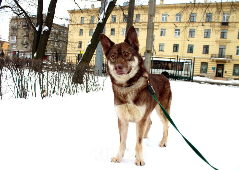 Собаки в Москве: Юкки Девочка, Бесплатно - фото 1