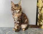 Кошки в Москве: Котёнок Мейн-кун Девочка Девочка, 50 000 руб. - фото 9