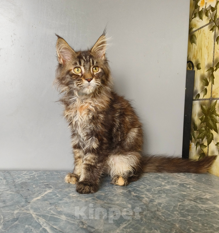Кошки в Москве: Котёнок Мейн-кун Девочка Девочка, 50 000 руб. - фото 9