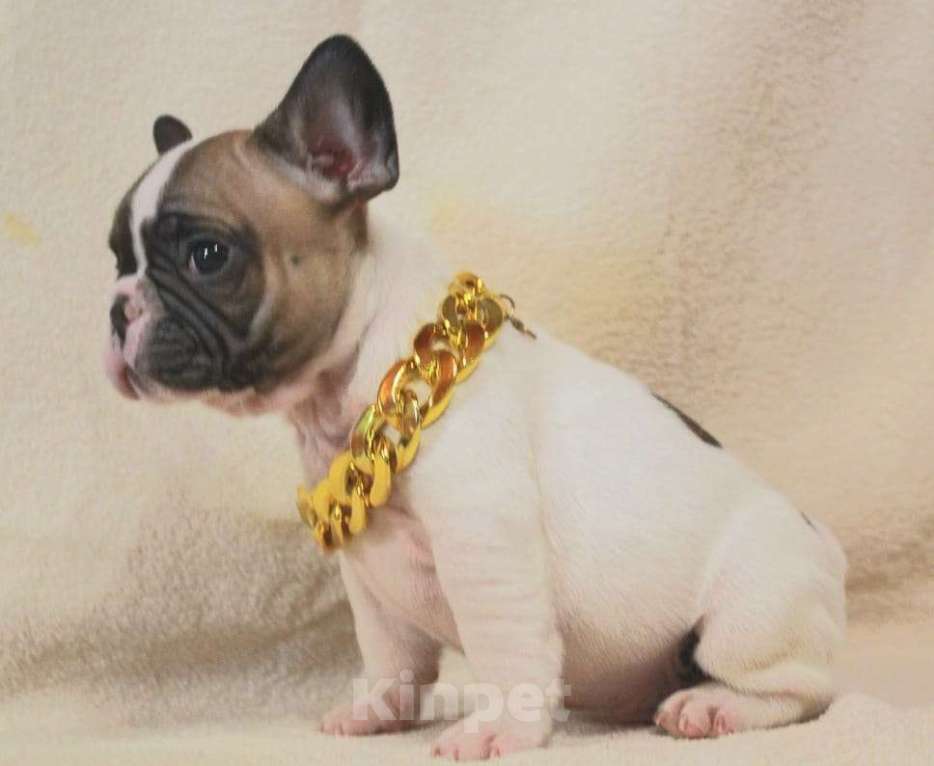 Собаки в Москве: Щенок французик  Мальчик, 130 000 руб. - фото 7