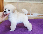 Собаки в Севастополе: Той пудель девочка Девочка, 70 000 руб. - фото 2