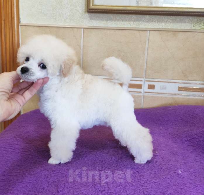 Собаки в Севастополе: Той пудель девочка Девочка, 70 000 руб. - фото 2