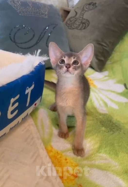 Кошки в Москве: Голубой мальчик Мальчик, 40 000 руб. - фото 4